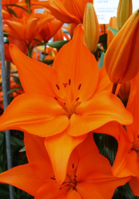 Лилия Кампече (1шт) 5458