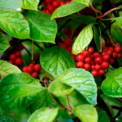 Лимонник китайский