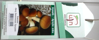 Грибы Мицелий в грибных грядках Агроцибе тополевой