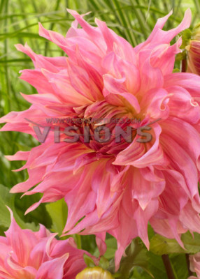 Георгина Пенхилл Уотермелон (1шт) 6360