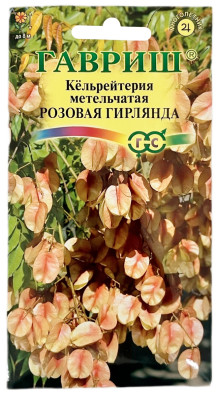 Кёльрейтерия метельчатая РОЗОВАЯ ГИРЛЯНДА ГАВРИШ Кёльрейтерия метельчатая РОЗОВАЯ ГИРЛЯНДА ГАВРИШ