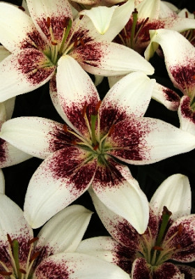 Лилия Уайт Пиксель (1шт) 497