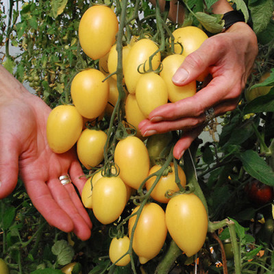 Томат Кремовая сосиска 5шт