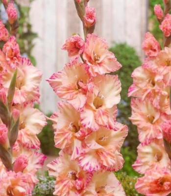 Гладиолус Спарклин Стар (1шт) G-013