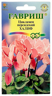 Цикламен персидский ХАЛИФ ГАВРИШ