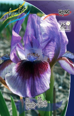 Ирис Йо Йо (1шт) 5532