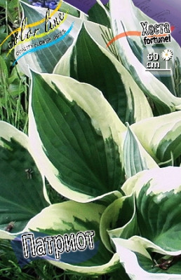 Хоста Патриот (3) 1754