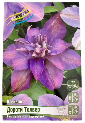 Клематис ДОРОТИ ТОЛВЕР (2 группа обрезки)
