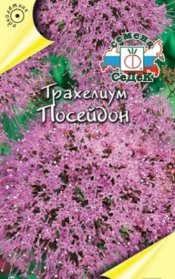 Трахелиум Посейдон (лиловый)
