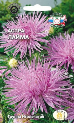 Астра Лайма (игольчатая, сиреневая)