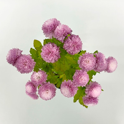 Хризантема саженцы микс (3)