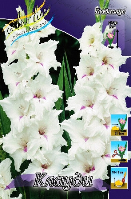 Гладиолус Клауди (1шт) 445