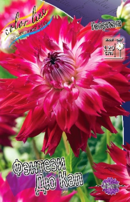 Георгин Фэнтези Дю Кап (1шт)