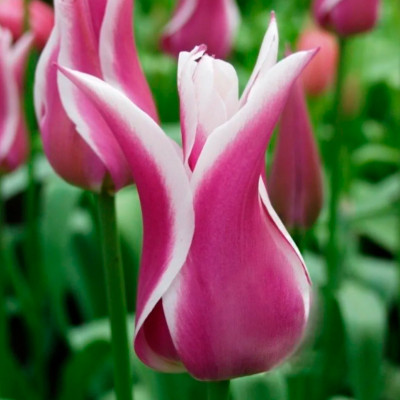 Тюльпан Баллада (1шт)