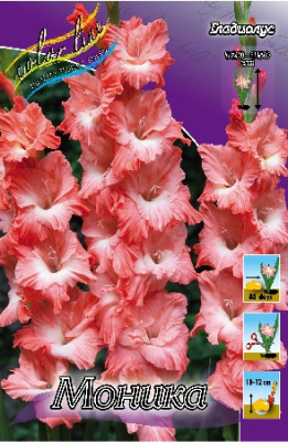 Гладиолус Моника (1шт) 3537