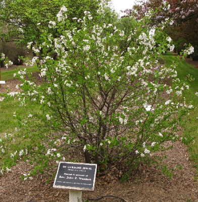 Вишня Кармин Джуел 5622