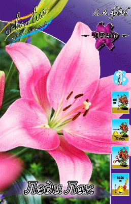 Лилия Леди Лак (1шт) 7212