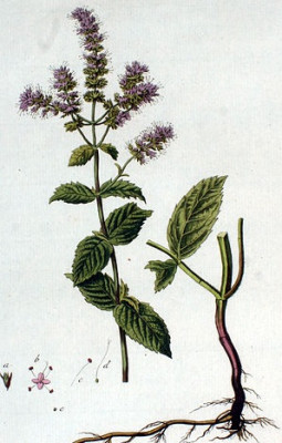 Мята длиннолистная