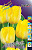 Тюльпан Голден Чирс (1шт) 43