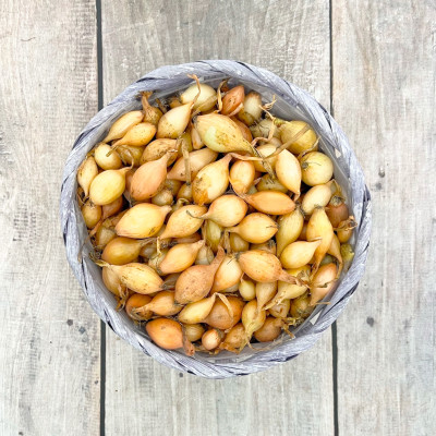 Лук Севок Радар Голландия