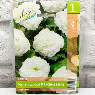 Бегония МУЛЬТИФЛОРА МАКСИМА БЕЛАЯ клубневая