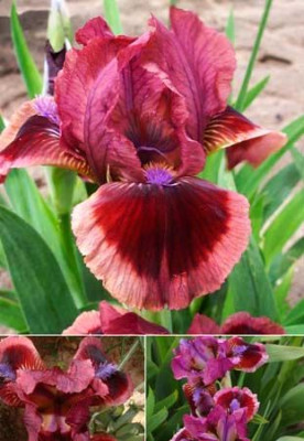 Ирис Кэтс Ай (1шт)