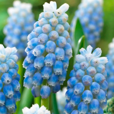 Мускари Пепперминт (8)