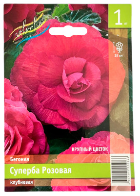 Бегония СУПЕРБА розовая клубневая