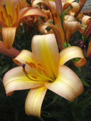 Лилия Расти Планет (1шт) 10685