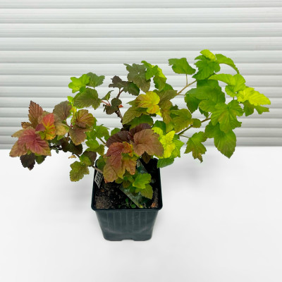 Пузыреплодник Амбер Юбилей (4)