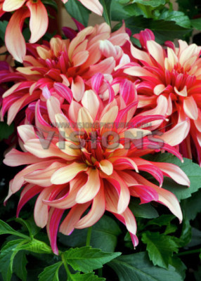 Георгина Гэллери Арт Деко (1шт) 6423