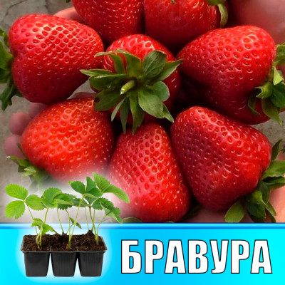 Земляника (Клубника) Бравура в кассете