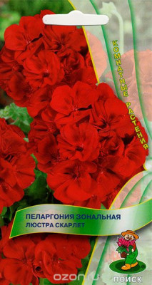 Пеларгония Герань Люстра Скарлет 5шт