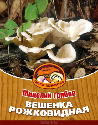 Грибы Вешенка Рожковидная
