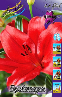 Лилия Брейкаут (1шт) 7208