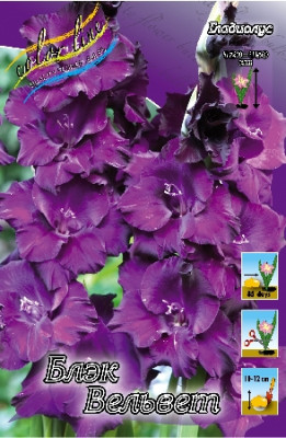 Гладиолус Блэк Вельвет (1шт) 3520