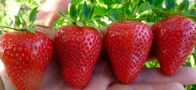 Земляника (Клубника) Априка в кассете