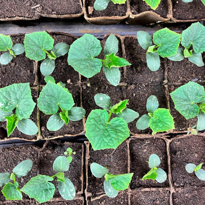 Рассада ОГУРЦОВ Рассада ОГУРЦОВ