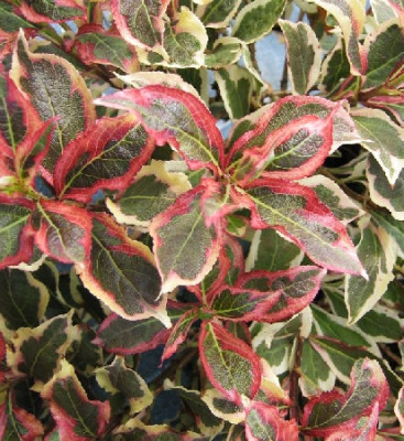 Вейгела Моне 5166