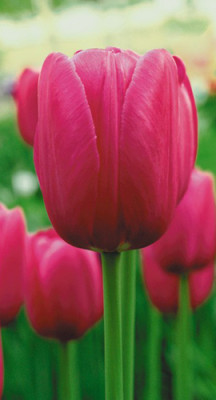 Тюльпан Дмитрий Донской (1шт) 20.3020 (5)