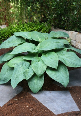 Хоста Юрассик Парк (1шт) 10808