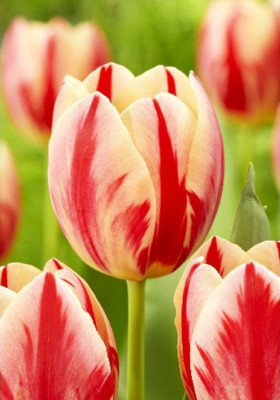 Тюльпан Флэминг Проминенс (1шт)