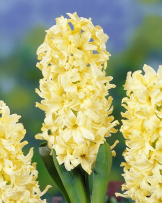 Гиацинт Йеллоу (1шт)