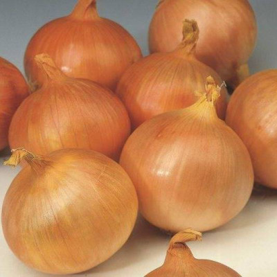 лук Севок Центурион Голландия