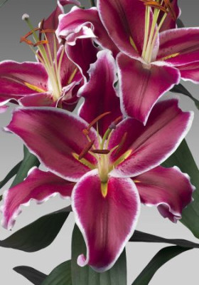 Лилия Вангелис (1шт) 10675