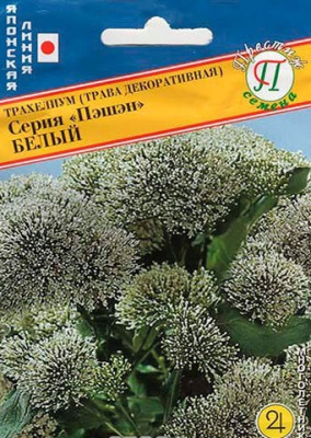 Трахелиум Пэшн Белый 5шт