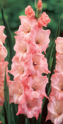 Гладиолус Бэн Венуто (1шт)