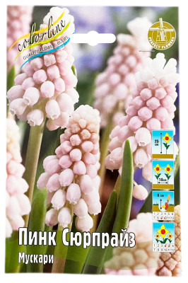 Мускари ПИНК СЮРПРАЙЗ