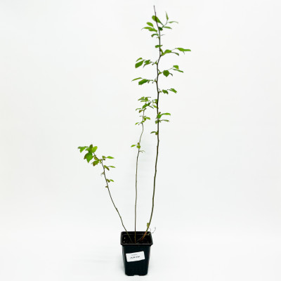 Голубика Дюк (Р9)