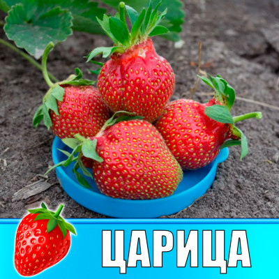 Земляника (Клубника) Царица в стаканчике